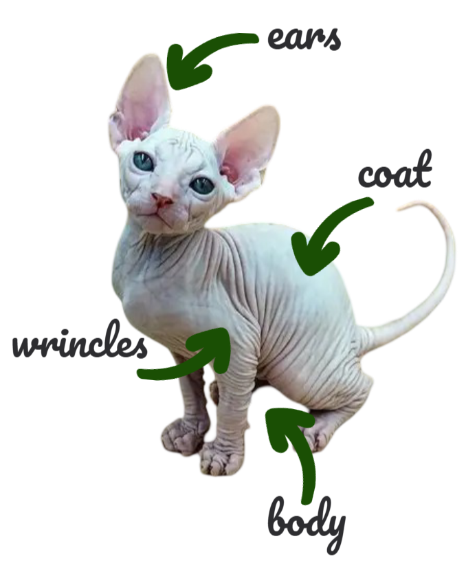 sphynx kitten characteristics