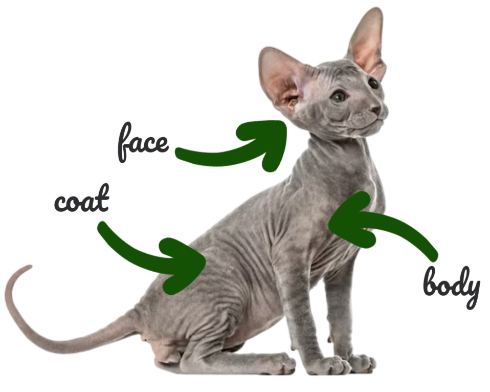 peterbald kitten characteristics