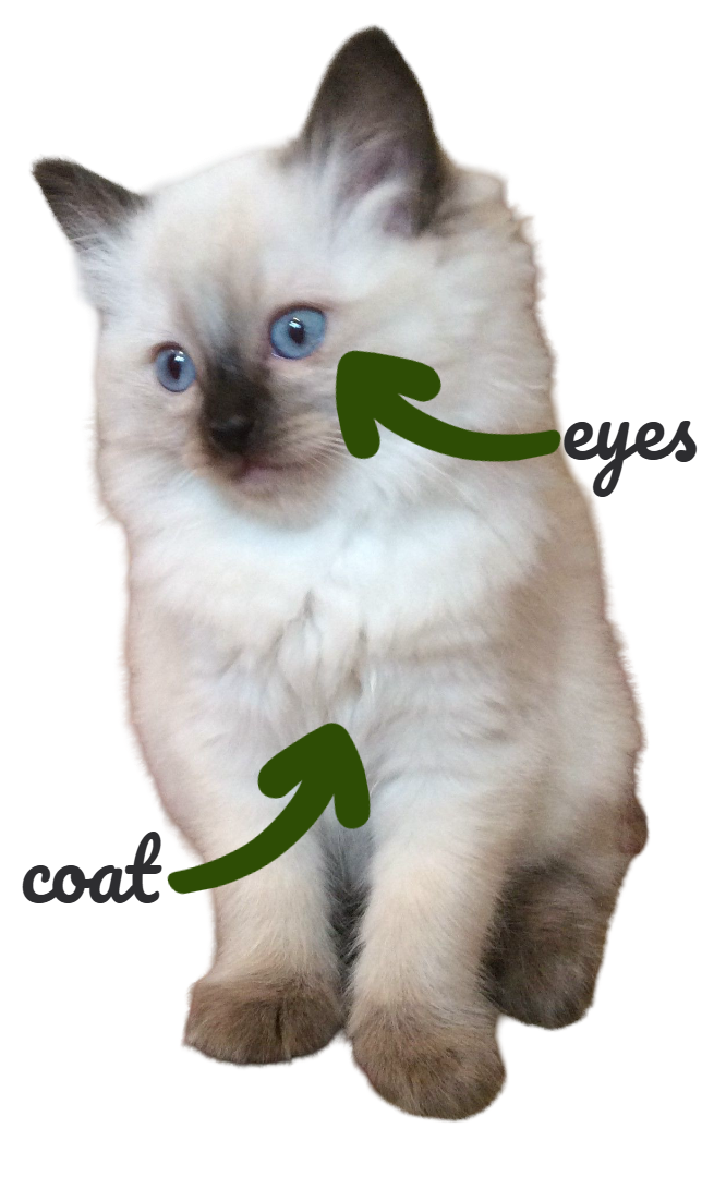 ragdoll kitten characteristics