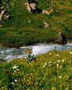 The River Rewilded: Healing Course in Shame, a river flowing surrounded by green grass and yellow flowers