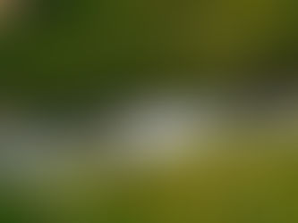 The River Rewilded: Healing Course in Shame, a river flowing surrounded by green grass and yellow flowers