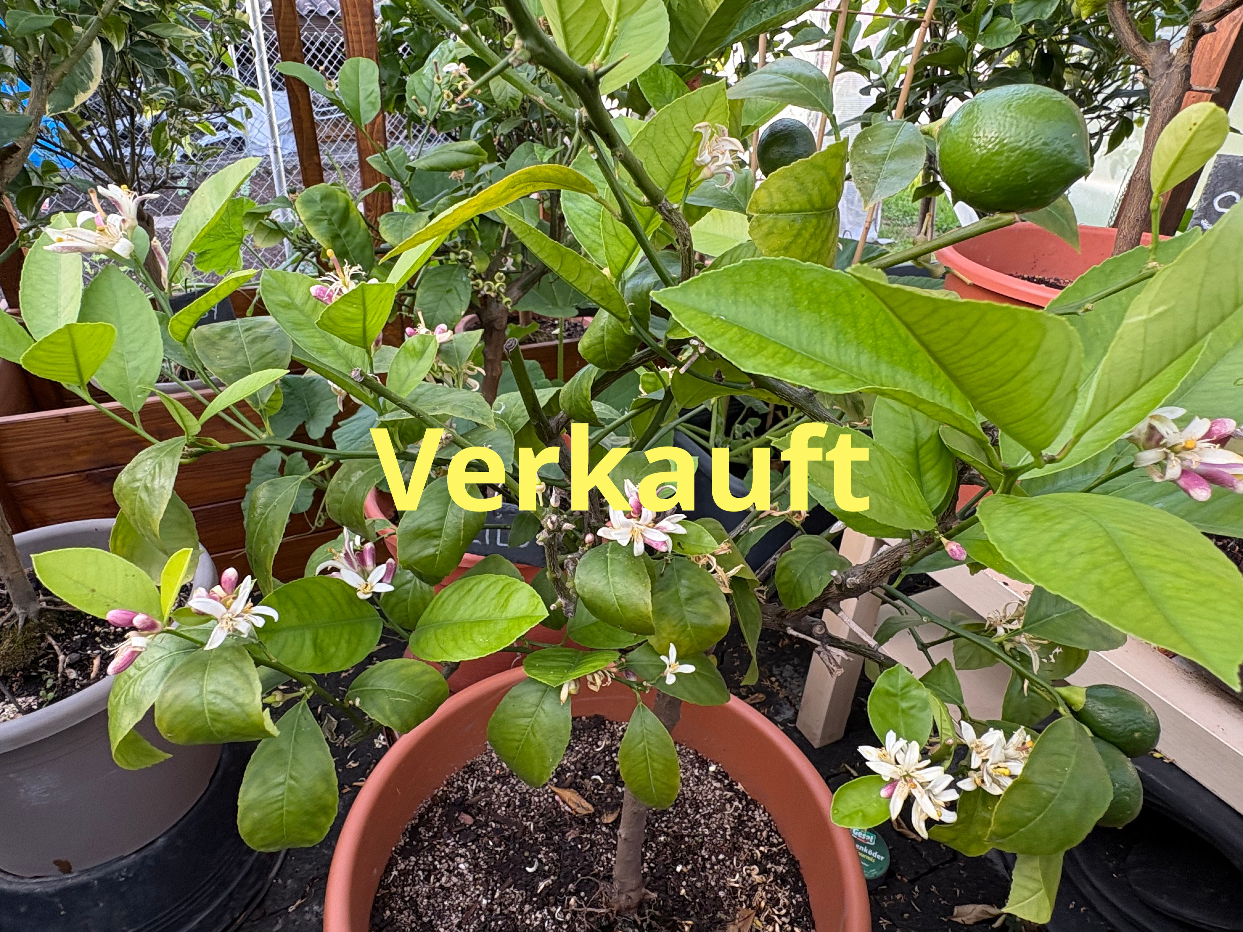 Zitronenbaum