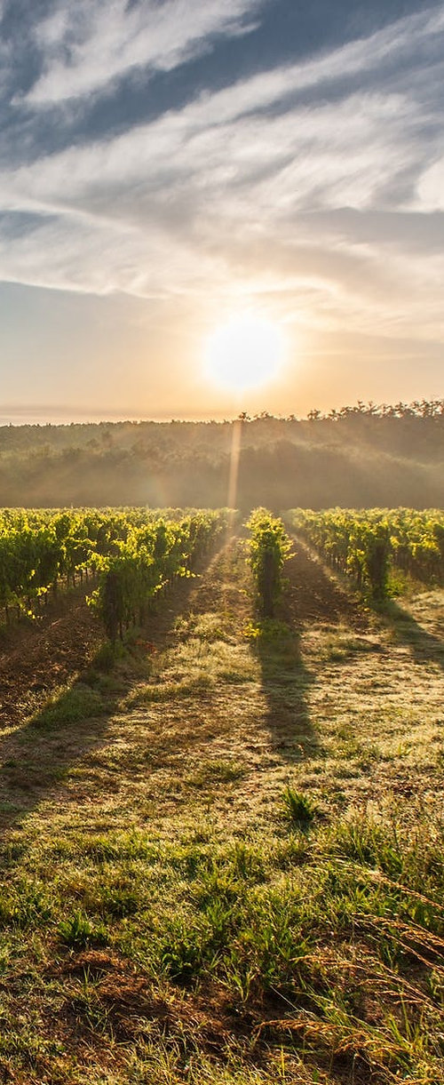 tuscany-grape-field-nature-51947.jpeg