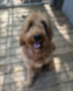 Shaggy