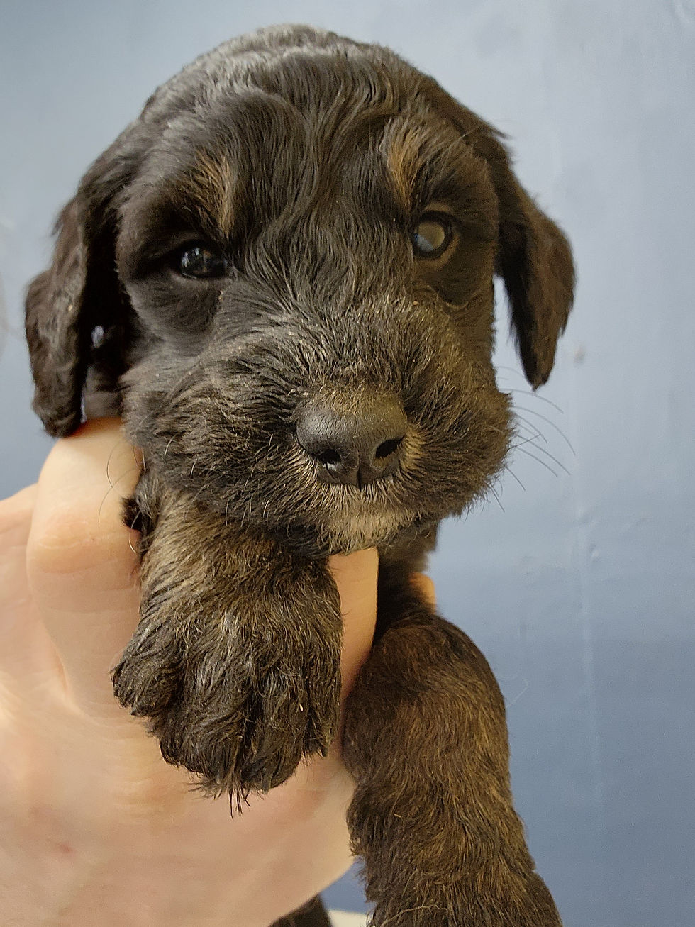 Merlin