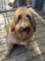 Shaggy