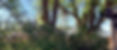 Lilac Bush-banner.jpg