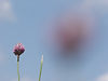low-angle-view-pink-flowering-plant-against-sky_edited.jpg