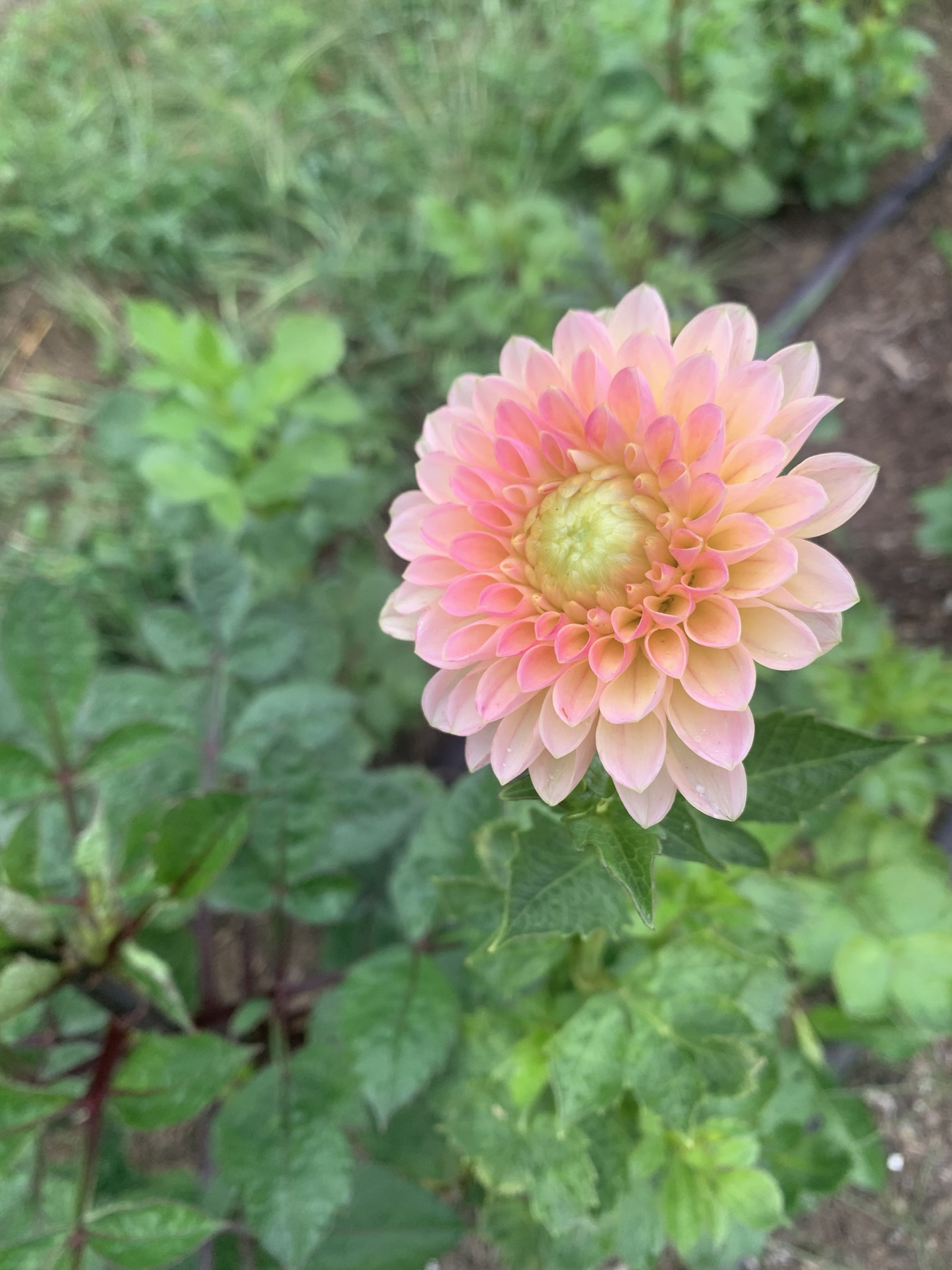 Dahlia