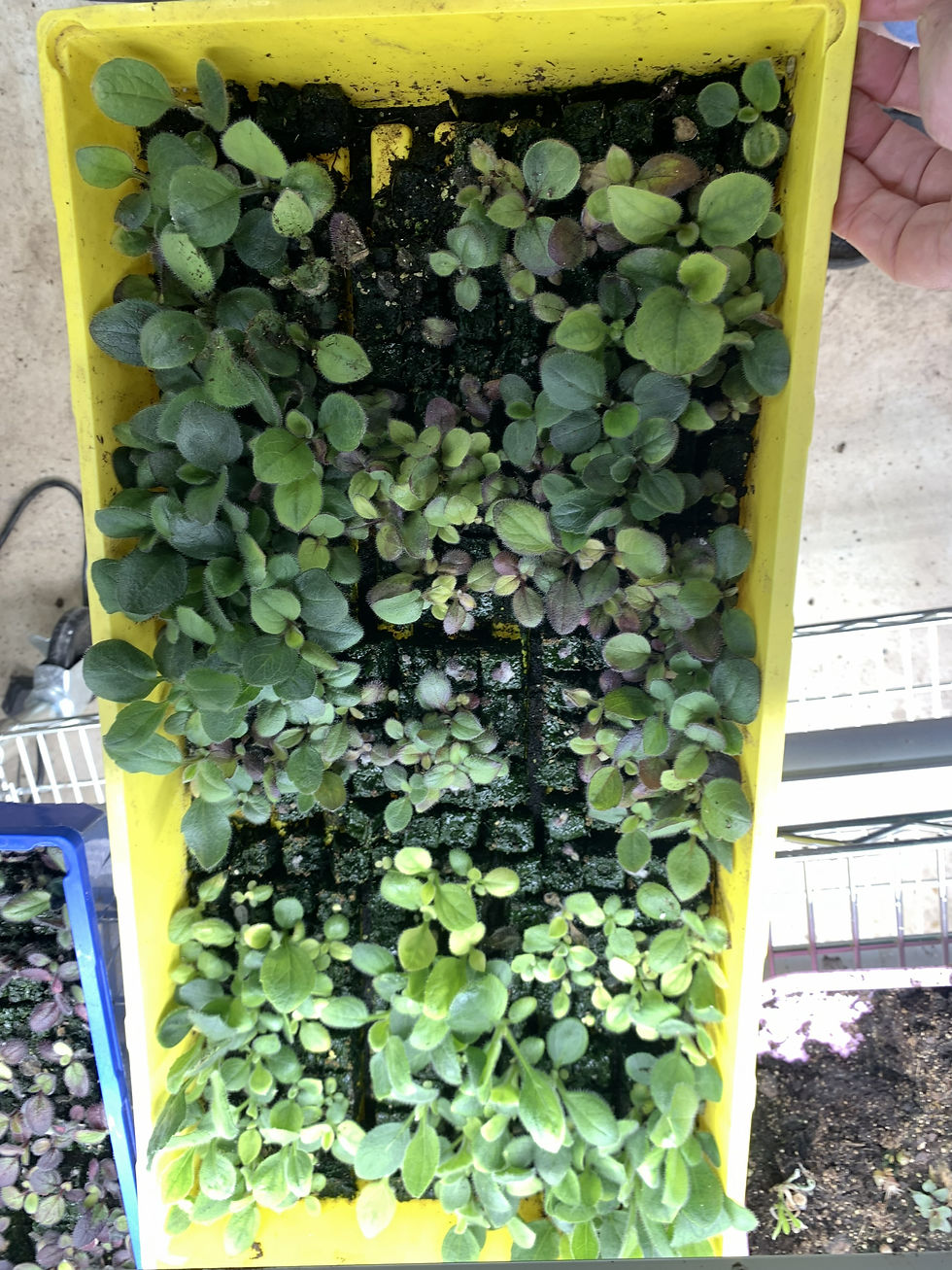 Several varieties of rudbeckia are going strong and are happy in their current soil blocks