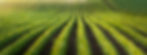 AdobeStock_243525780_edited.jpg
