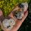 Thumbnail: Polished Flashy Rainbow Moonstone Heart Palm Stones - 3 Pieces To Choose From