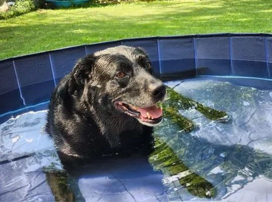 dog in pool