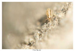 Fasciosminthurus virgulatus