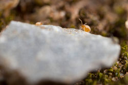 Fasciosminthurus saportae albinos