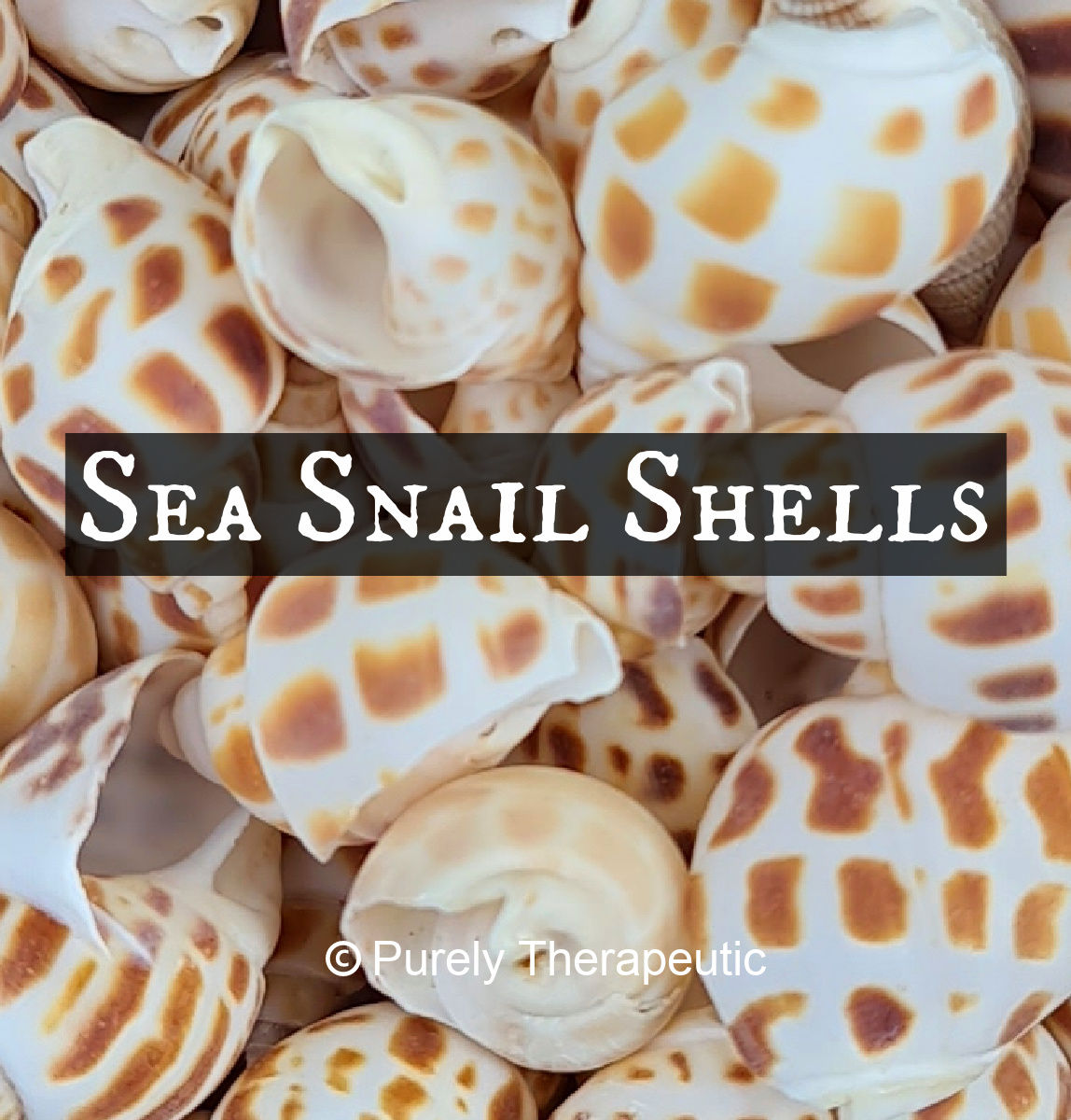 Sea Snail Shells