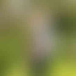 One our students posing with their beautiful willow hare sculpture in the Blended Monkey gardens