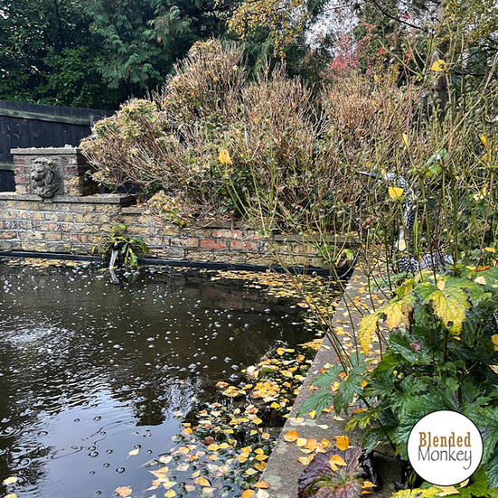 One of the ponds in the Blended Monkey gardens