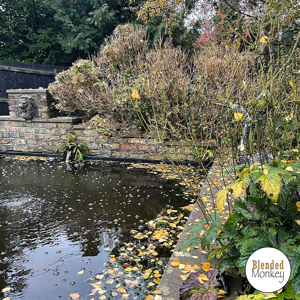 One of the ponds in the Blended Monkey gardens
