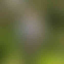 One our students posing with their beautiful willow hare sculpture in the Blended Monkey gardens