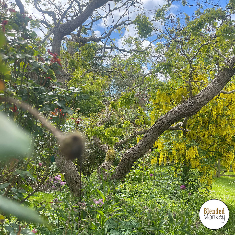 Blended Monkey gardens