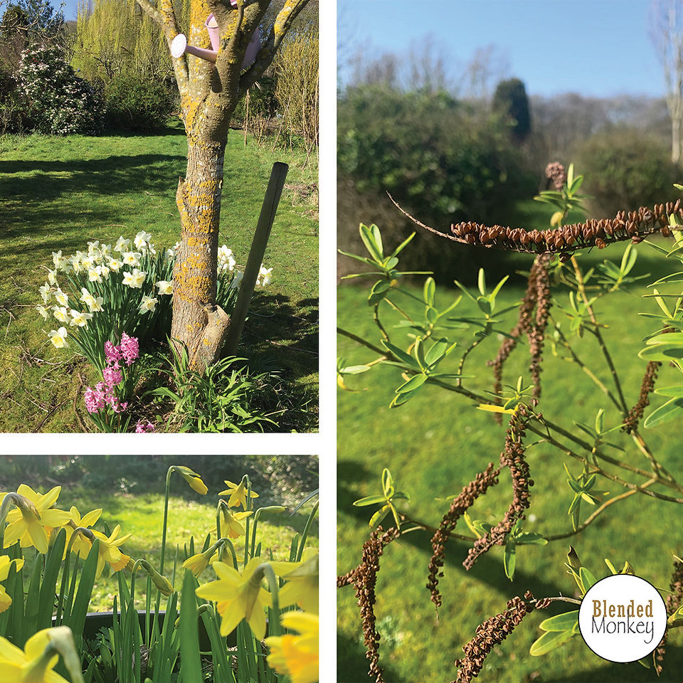 Blended Monkey gardens in spring