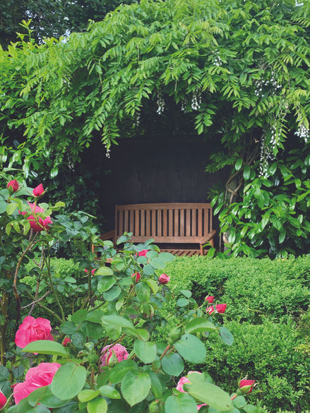 Bench underneath a canopy of wisteria and a view of the red roses in the garden