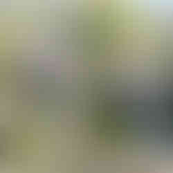 Large wisteria growing in our Blended Monkey gardens