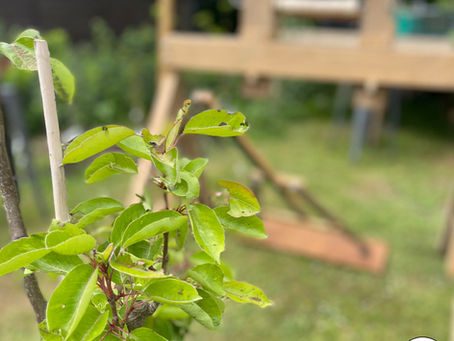 Lovely to be invited to the Easton College "Growing Grounds" Official tree nursery opening!