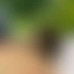 Simba enjoying playing with willow