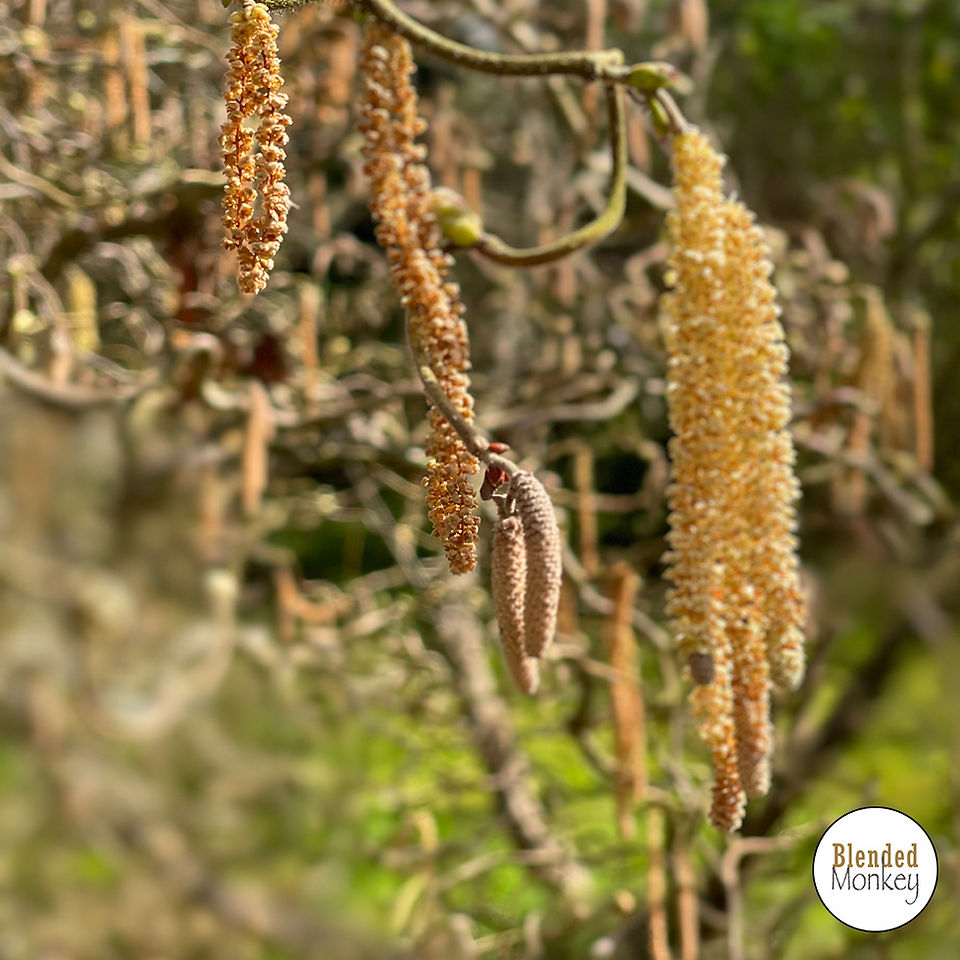 Willow growing in our Blended Monkey gardens