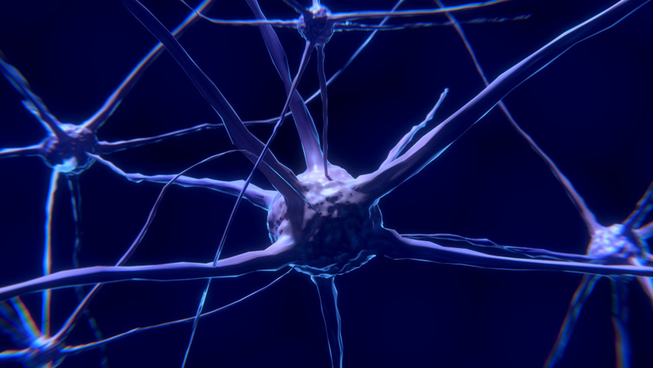 A close-up of a neuron depicting the answer to the question: what does reading do to your brain?