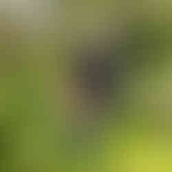 One our students posing with their beautiful willow hare sculpture in the Blended Monkey gardens