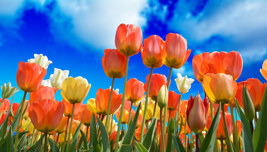A field of red, yellow, and white tulips.