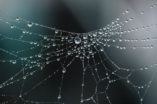 A spider web with morning dew.