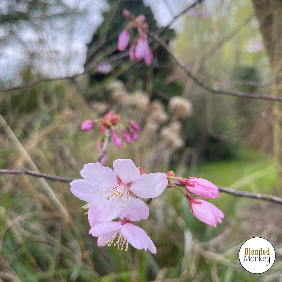 Our Blended Monkey gardens provide some lovely inspiration