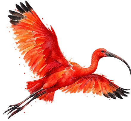 Painted Ibis.png
