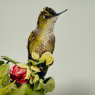 colibri