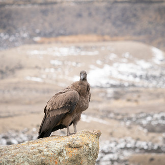 Cóndor juvenil