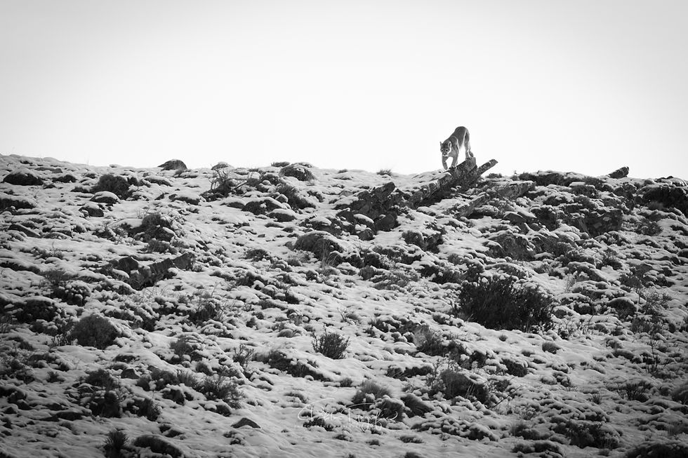 _DSC9692_edited.jpg