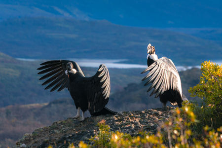 Cóndor
