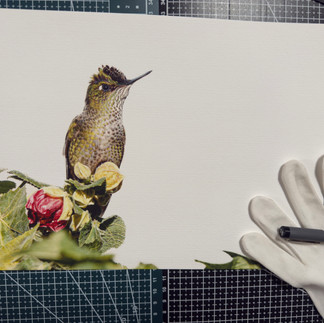 Fine Art Colibri