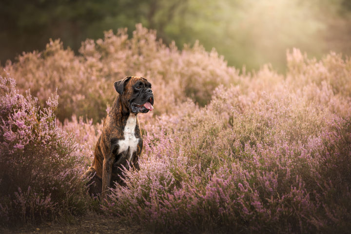 Heideshoot met een bulldog in de natuur van Nijmegen