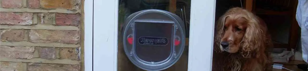 dog flap.webp