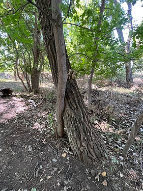 Tree 2.jpeg