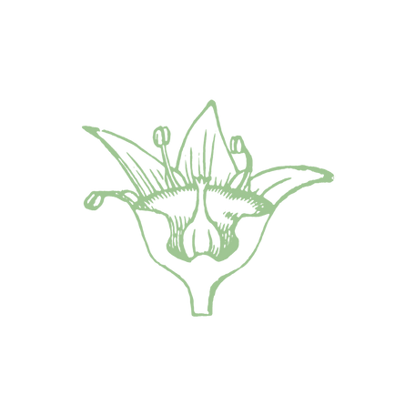 PCOS flower green (2).png
