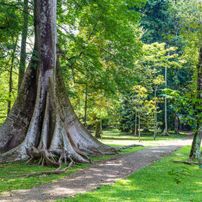 Mengintip Keindahan Kebun Raya Bogor