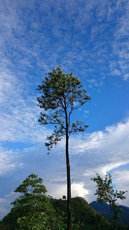 arbre sri lanka.jpg