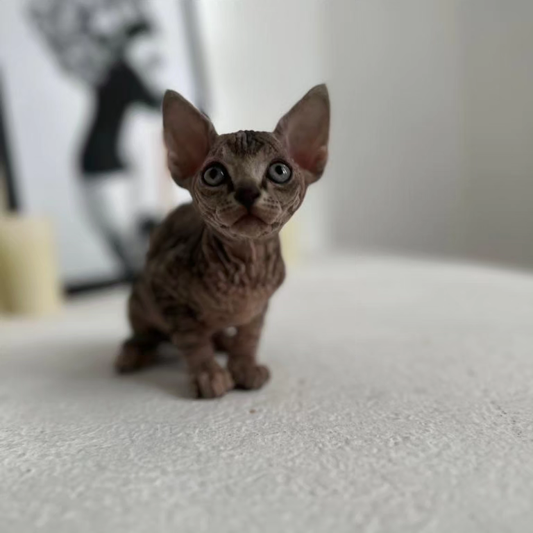 Thumbnail: Sphynx 