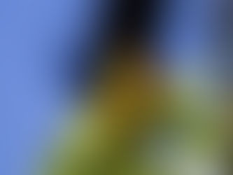 Se espera medio millón de visitantes en santuarios de la Monarca: Sectur